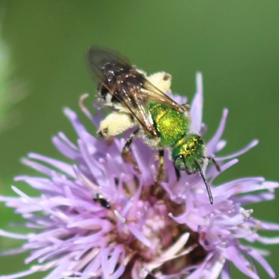 Brown-winged Striped-sweat Bee
Agapostemon splendens Brown-winged Striped-sweat Bee
Agapostemon splendens